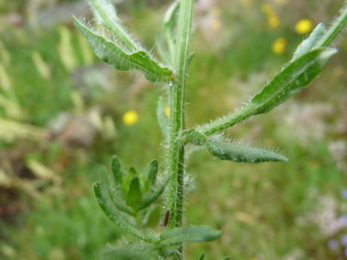 Tige dépourvue de feuilles dans la partie supérieure mais feuillées et pourvue de longs poils dans le bas. Agrandir dans une nouvelle fenêtre (ou onglet)